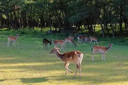 分享圖片 梅花鹿 可愛呆萌 堅強勇敢