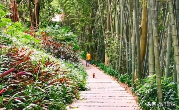 以茶文化為主題的景區，居住在此的人都很長壽，景色清新脫俗