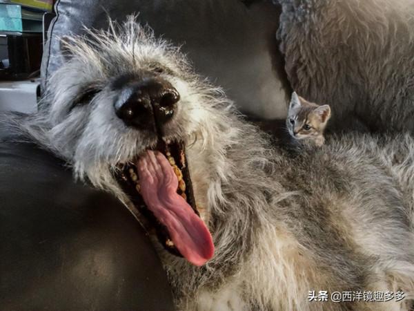 名字兇悍,個頭巨大,日常逗比,愛爾蘭獵狼犬是種怎麼樣的存在? 名字兇悍,個頭巨大,日常逗比,愛爾蘭獵狼犬是種怎麼樣的存在?