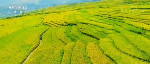 水稻最高畝產1123.87公斤 重新整理貴州省水稻高產紀錄