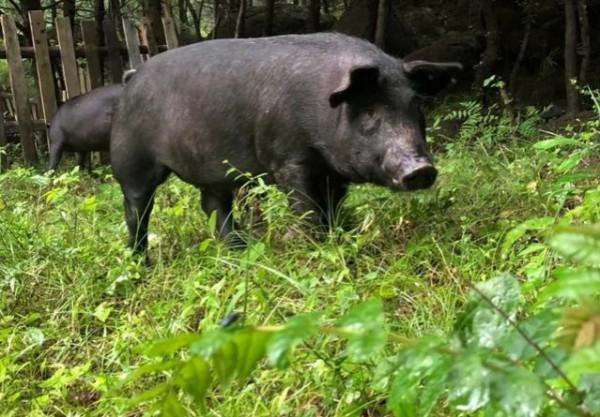 民間故事：狐狸和豬打架，書生幫寡婦攆走豬，最終書生抱得美人歸