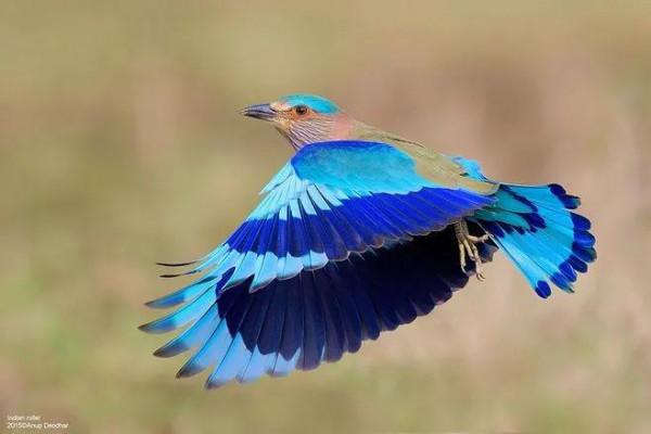 ￼如果要評選世界上誰飛得最漂亮？估計除了這些七彩鳥兒，