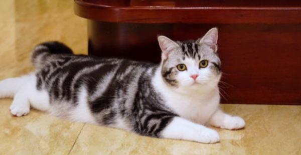 秋天養美短貓,這些“問題”要多加註意 秋天養美短貓,這些“問題”要多加註意