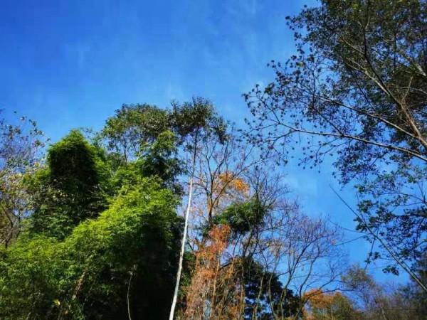 冬日暖陽，穿越叢林