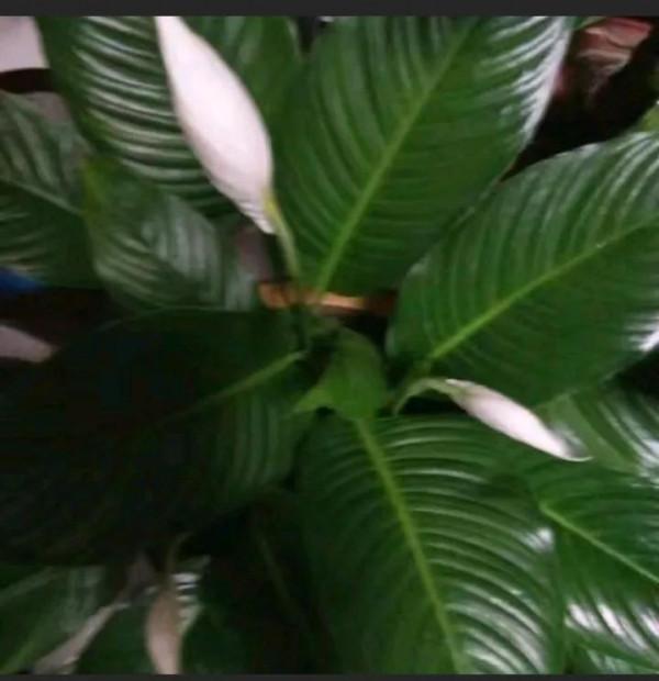 分享一下我養的花