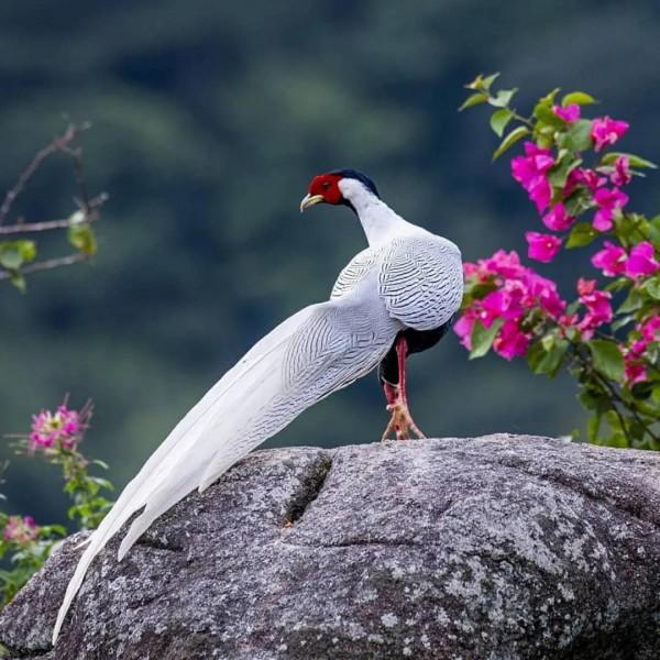 美麗動人的花鳥圖