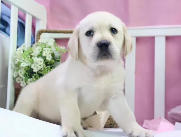 作為資深的養狗人士，飼養了小寵物之後，我竟然有了這些癖好