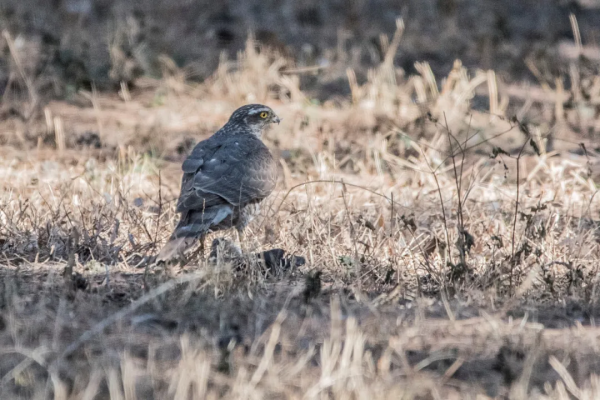 拍鳥記（九十一）天壇拍鳥之雀鷹