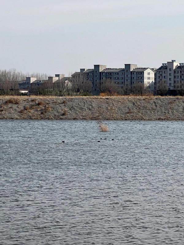 臨淄釣魚好去處，現在立春了，俗話說得好：春江水暖鴨先知…