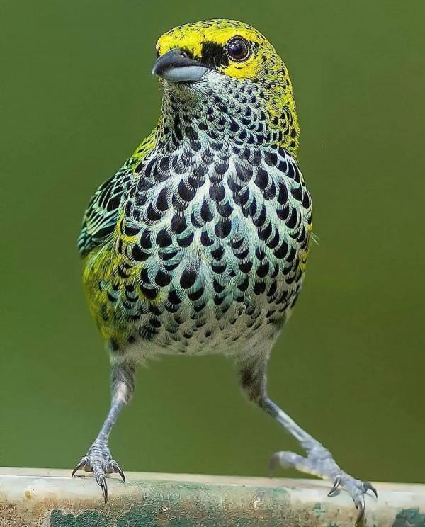 分享——最珍貴罕見的鳥