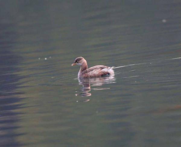 五龍潭來了可愛的小鸊鷉鳥 五龍潭來了可愛的小鸊鷉鳥