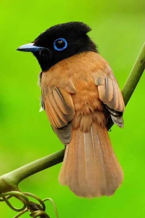 分享圖片：精美絕倫的鳥兒。顏色鮮豔，姿態優美，太招人喜歡了