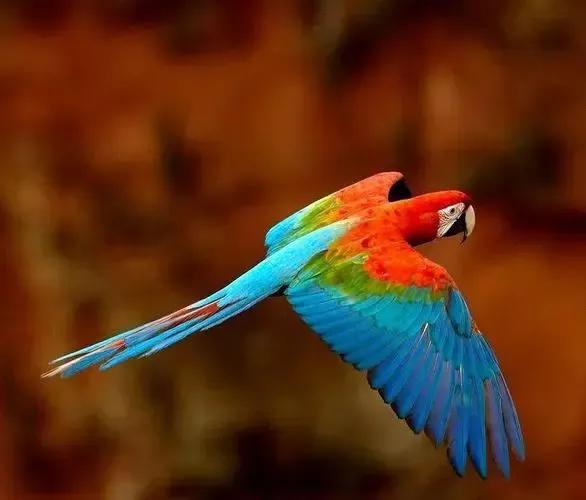 漂亮的愛情鳥---文鳥