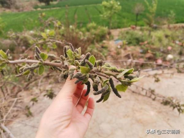 帶你認識16種不同的野菜，附帶圖片和吃法，若見到請珍惜