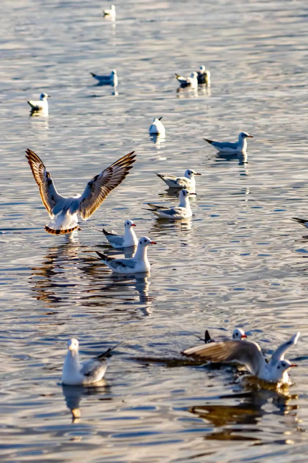 冬天的洱海生態廊道,美出新高度 冬天的洱海生態廊道,美出新高度