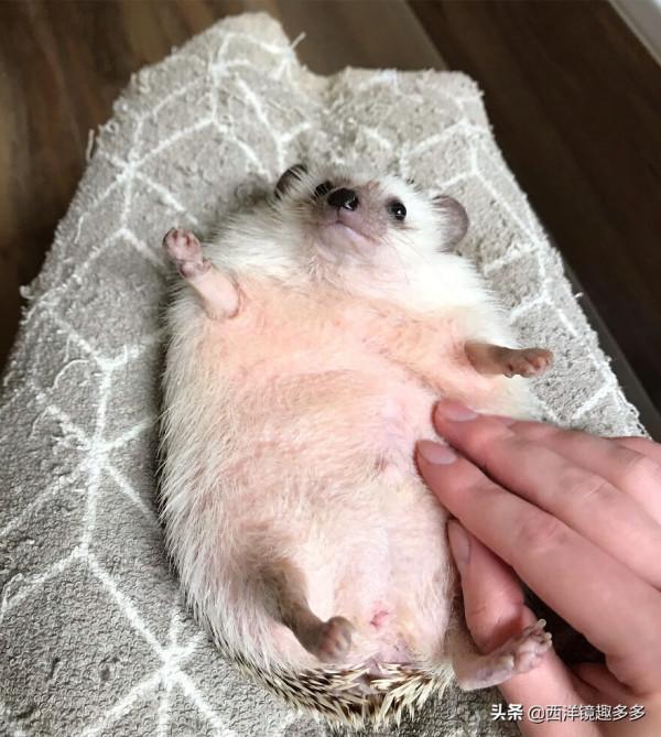 烏克蘭網紅小刺蝟，因愛露肚皮走紅網路，喜感十足的樣子太萌了