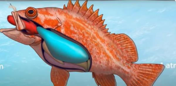 海釣誤中大白鯊必須摘鉤放生?來,鉗子給你,你來摘 海釣誤中大白鯊必須摘鉤放生?來,鉗子給你,你來摘