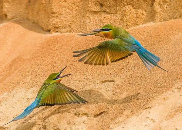 “中國最美小鳥”到底有多美？