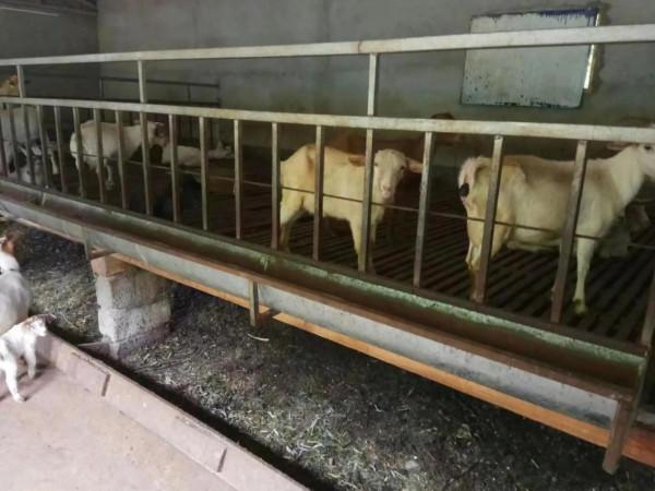 回民的養羊經值得學習