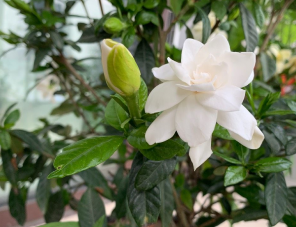 買梔子花如何區分“品質”?記住3點,買到合適的,才能年年開花 買梔子花如何區分“品質”?記住3點,買到合適的,才能年年開花