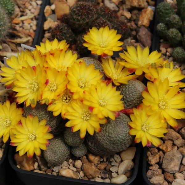 花開富貴，欣賞仙人球子孫球開花