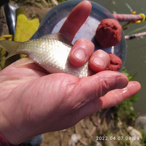 「放生漁獲」遵循不空軍的原則，路邊挖竹筍