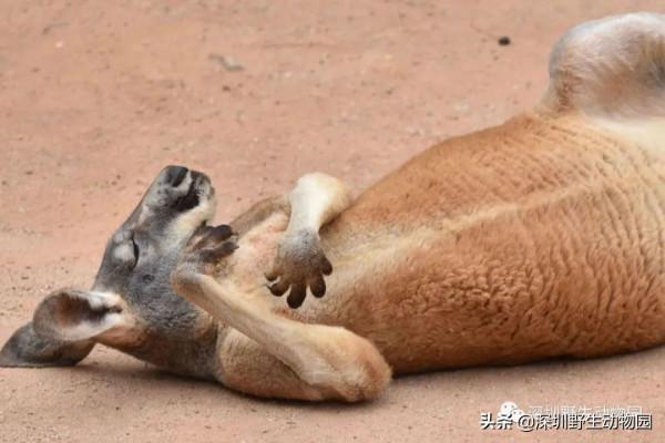 如果睡覺也能排名,我肯定是第一 如果睡覺也能排名,我肯定是第一