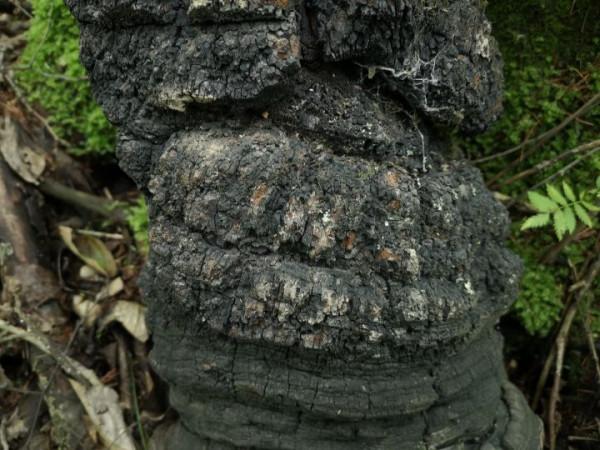 野生靈芝的辨別標準可信嗎？