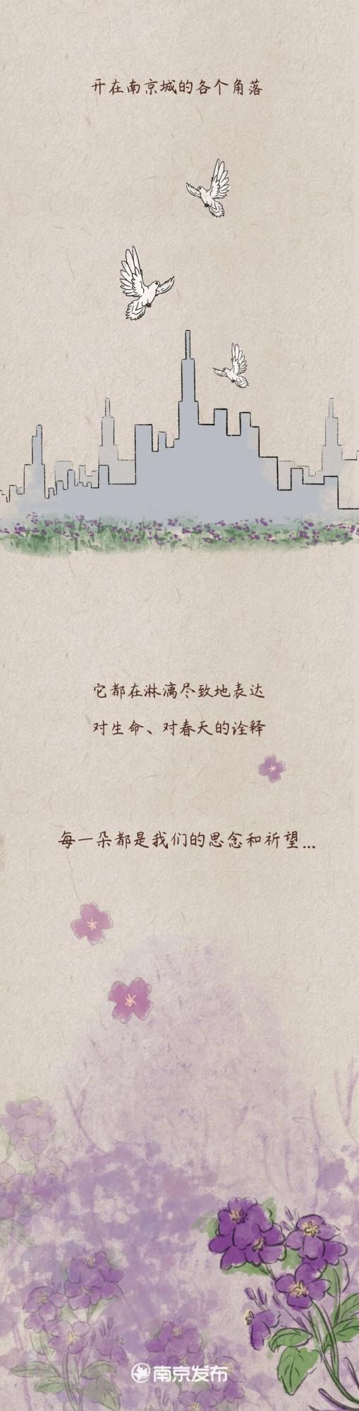 一朵紫金草的和平之旅 一朵紫金草的和平之旅