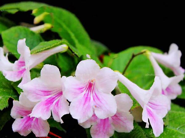 海角櫻草（堇蘭）