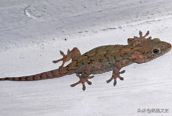 壁虎到底有什麼可怕之處？為何古人將其列入“五毒”之一？