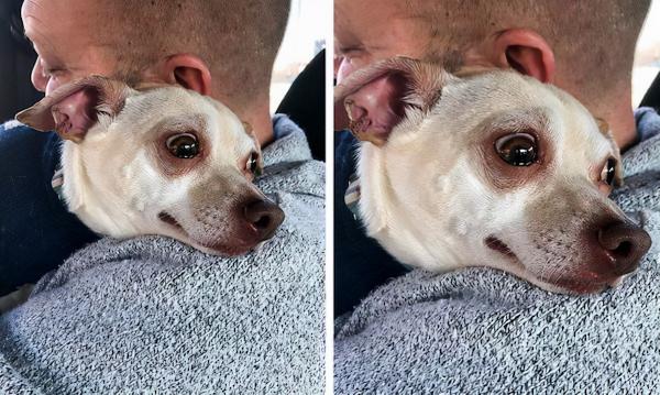 22 張可愛的動物照片,一看就很喜歡的那種 22 張可愛的動物照片,一看就很喜歡的那種