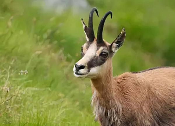 08年北京拍賣會，乾隆裹屍布以6500萬拍賣，2年後價值翻倍至1.3億