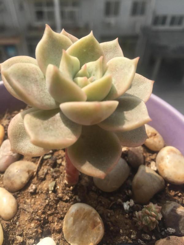 入多肉坑的那些日子