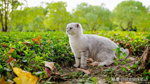 養貓的20條好處，可以幫助鏟屎官治癒，也可以改變性格