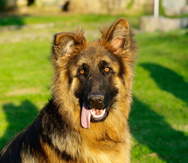 你必須知道的秋季寵物預防各類疾病的良方 你必須知道的秋季寵物預防各類疾病的良方