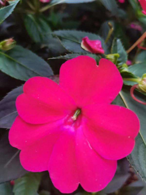 《百花集》（二百九十五）