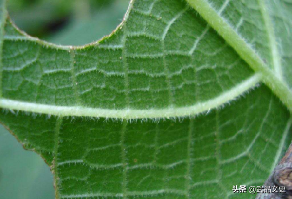士兵撿樹葉擦屁股,卻遇到世上最劇毒的樹,最終因疼痛難忍而自殺 士兵撿樹葉擦屁股,卻遇到世上最劇毒的樹,最終因疼痛難忍而自殺