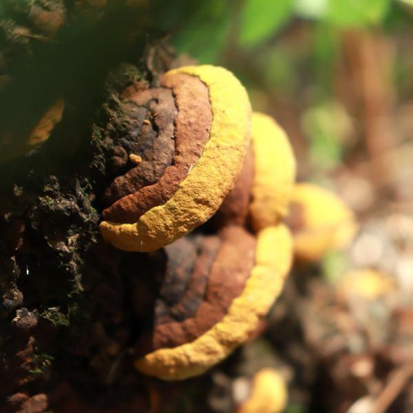 桑黃是怎麼形成的?被稱為“森林黃金”的桑黃,值不值千元一斤? 桑黃是怎麼形成的?被稱為“森林黃金”的桑黃,值不值千元一斤?