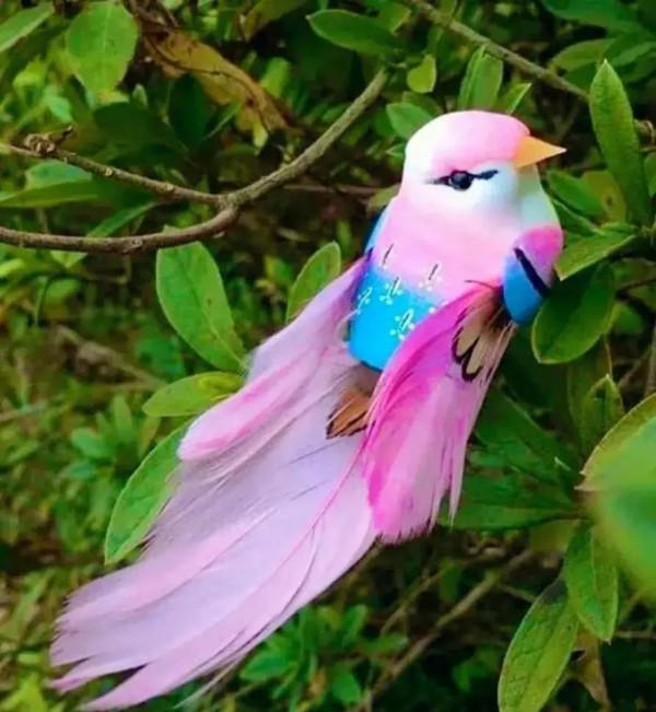 分享圖片&mdash;&mdash;美麗彩色小鳥集錦