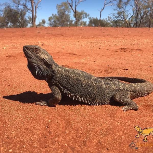 鬃獅蜥新手入門飼養指南