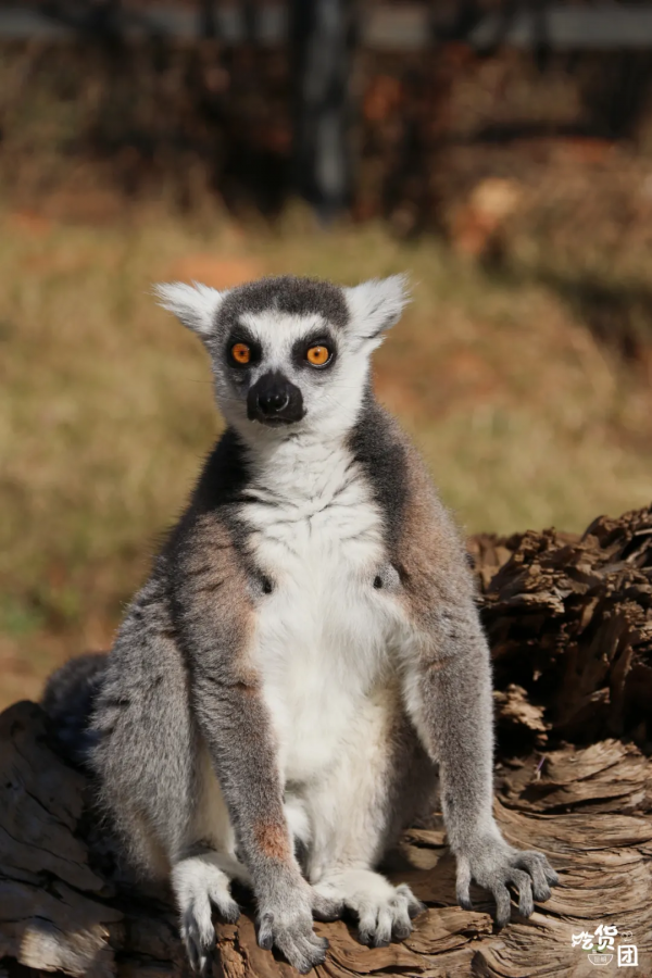 春節嗨玩預警！雲南野生動物園&OpenCurlyDoubleQuote;萌虎&rdquo;陪你賀新年，2022虎虎生威