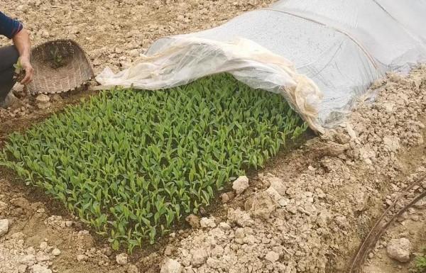 打工掙錢，農民工太矛盾，一邊是家庭，一邊是生活，鄉愁成了心病