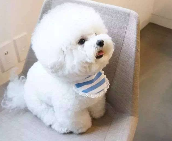 這5種狗是&OpenCurlyDoubleQuote;體香界&rdquo;的扛把子，名副其實的&OpenCurlyDoubleQuote;香狗&rdquo;