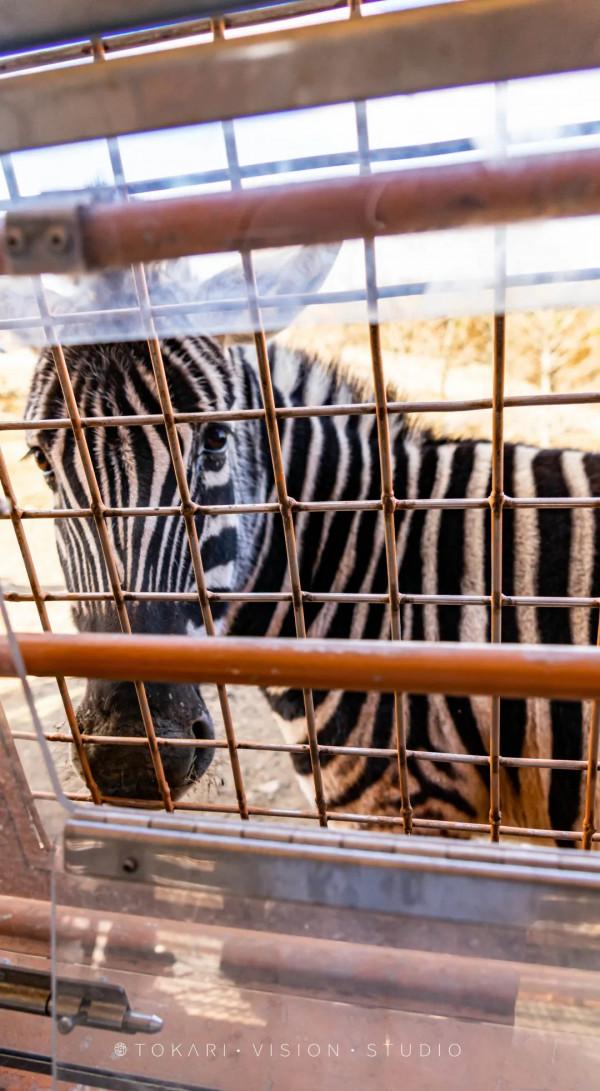 逛逛日本 &vert; 冬遊紀行 樂在九州