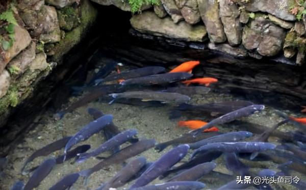 長江“十年禁漁”，十年後魚類能長多大？能繁殖多少？