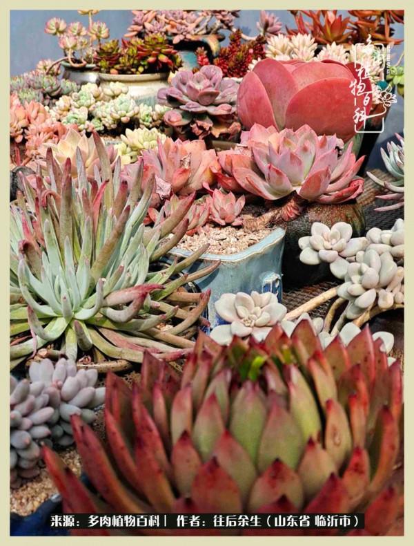 北方有多肉,絕世而獨立!一顧傾人城,再顧傾人國 北方有多肉,絕世而獨立!一顧傾人城,再顧傾人國