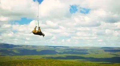 把犀牛吊起來後，拿了諾貝爾獎？