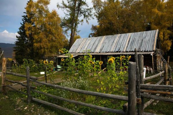 「攝影」西北第一村——白哈巴,讓你去了不想走的一個地方 「攝影」西北第一村——白哈巴,讓你去了不想走的一個地方