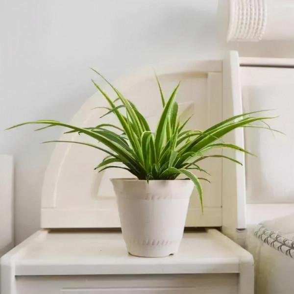 適合養在“臥室”裡的綠植，淨化空氣，助睡眠